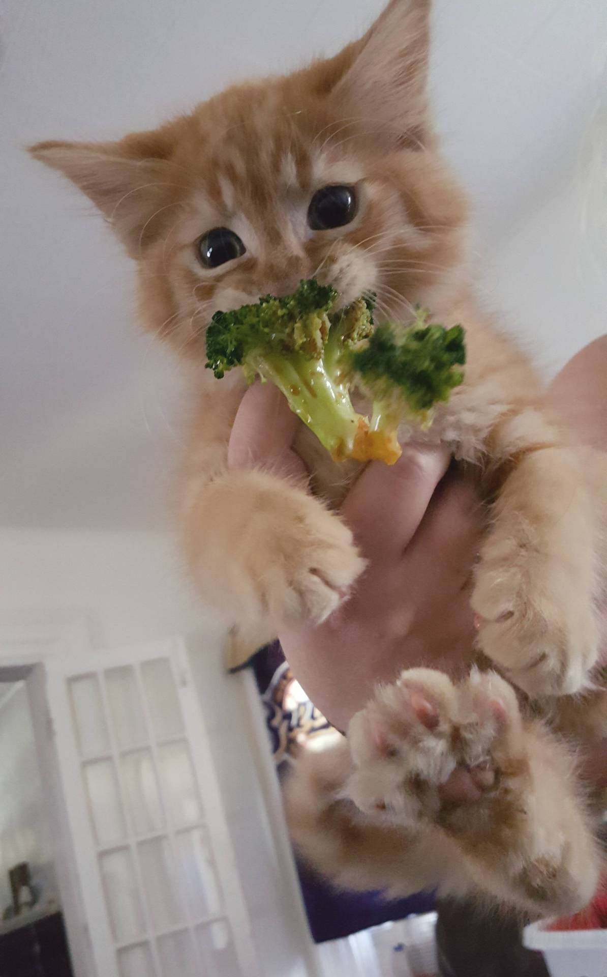 cutekittensarefun:  His name is Popcorn but maybe we need to change it…