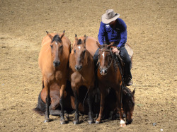 thoroughbredjunkie:  christmasequestrian:  thoroughbredjunkie:  Australian horse whisperer, Guy McLean http://www.thoroughbredjunkie.tumblr.com  I don’t understand what he’s trying to prove here … That he can get horses to stand over another horse?