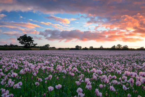 te5seract: Poppies at Sunrise &amp; Opium by David Dean