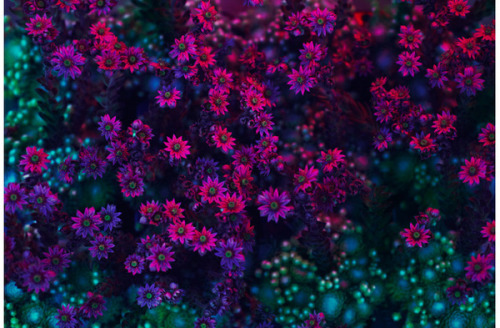 opticallyaroused:  Flora 