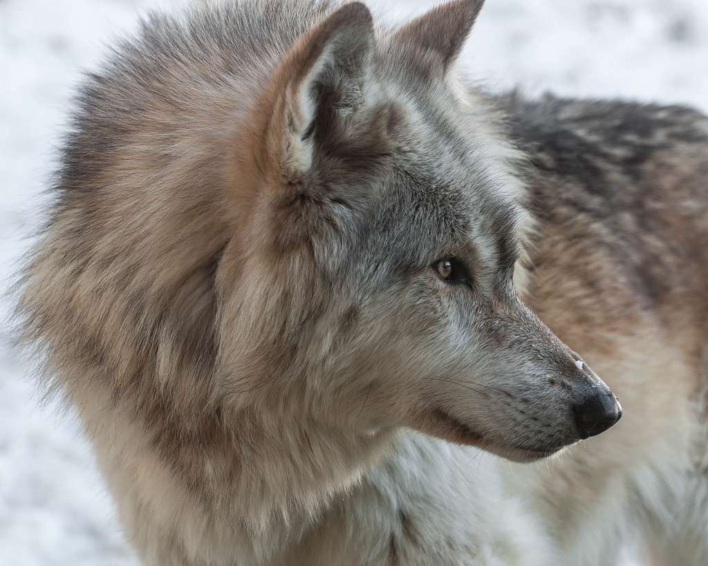 thatwanderinglonewolf:  Denali (by Eve’sNature)