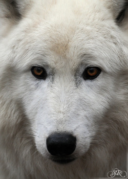 beautiful-wildlife:  Portrait by wind-princess