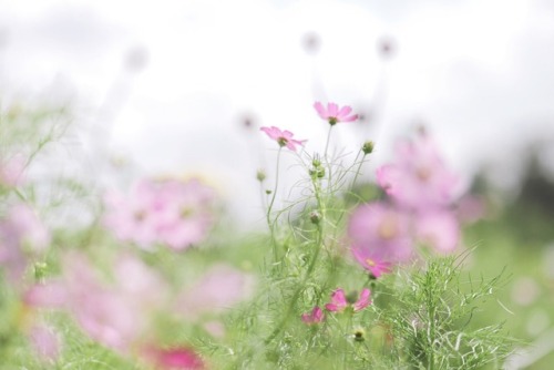 秋桜咲く頃。 大好きな季節がやって来た。 . .