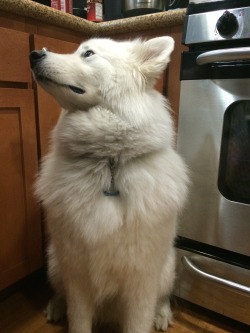 skookumthesamoyed:  Just needed some pets and kissies from his dad to turn Grumpy Puppinstuff into a Smiling Sammy! 