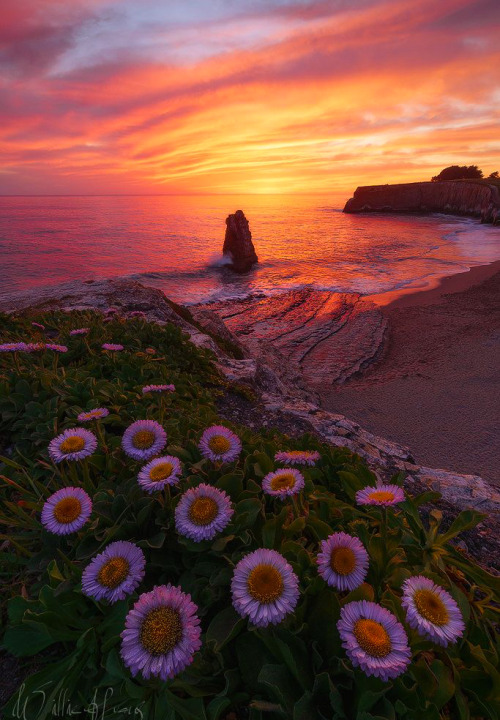 A Moment of Zen ~ Davenport Beach, California