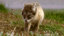 jollyrogers777:  Nanight 