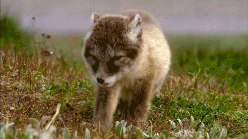 jollyrogers777:  Nanight 