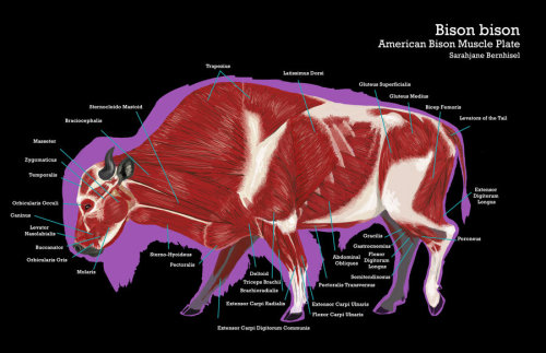A maybe workable fuck-ton of bison anatomy references. Someone I knew a while back once commented on