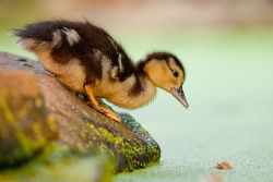 magicalnaturetour:  Adamec:) 