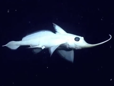 現実とは思えないほど奇妙で美しい、純白の宇宙生物のような深海魚