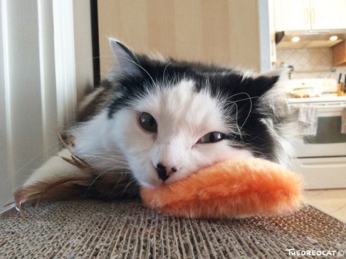 theoreocat: Oreo and his carrot