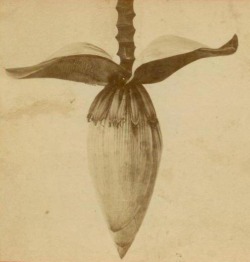 dame-de-pique:Banana Tree Blossom, Florida,