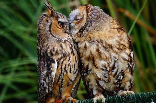 owl love~ <3