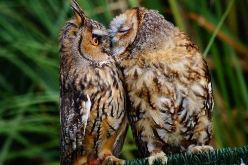 poplitealqueen: mirandatam: moonlit-mindfulness: Sharing some love the owl way @poplitealqueen I AM 