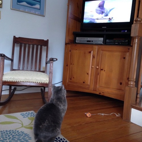 kristaaannaaa:Tili loves the Kitten Bowl#kittenbowl