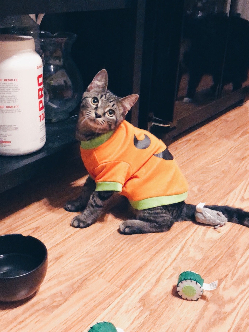 fuckyeahfelines:  the halloween shirt lasted all of 5 minutes. he didn’t like the