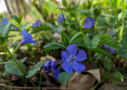 Vinca minor, ApocynaceaeLesser periwinkle was another of the groundcover species I found in the ligh