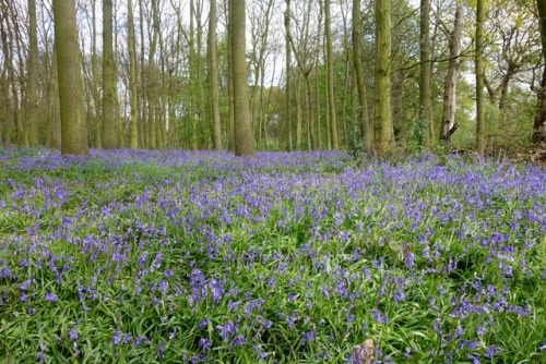 Bluebell spotting at Nostell Priory &amp; Parkland