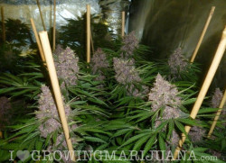 tommythc:  Feminised Marijuana Seeds