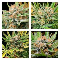 weedporndaily:  #mothertonque by @_jinxproof genetics by subcoolseeds