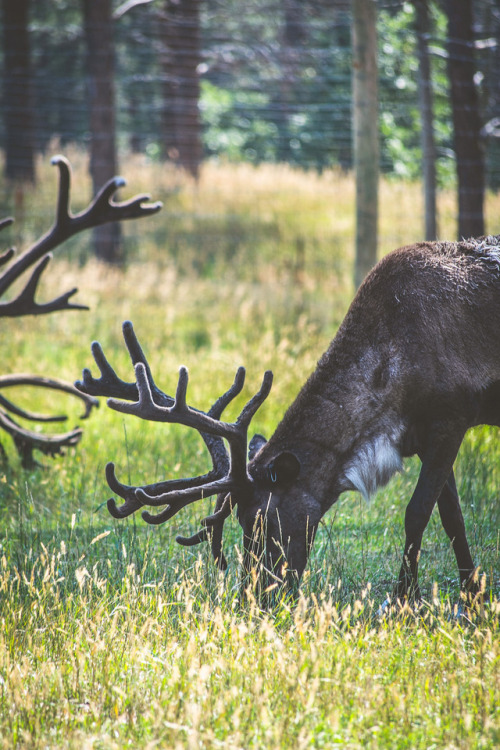 Reindeer[ Facebook | 500px | Flickr | Instagram]