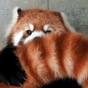 Red Panda Gif Explore Tumblr Posts And Blogs Tumgir