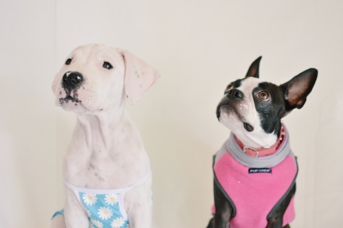 handsomedogs:  Emma and Nova, a one year old Boston terrier and a two month old Dogo Argentino. My pride and joy :) #