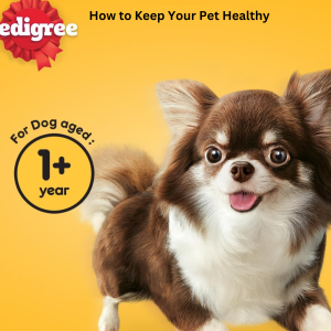 How To Keep Your Pet Healthy? Try The Best Dog Food Options!