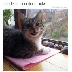 silkandfirewordsmith73:  sinfljpgrl:  alunaes:  i-blame-the-bbc:  catstextposts: Aww  And she is very proud of them!   OMFG    How freaking cute is she??    Cute. And, I collect rocks too lol 😆 🙏🏼☺️