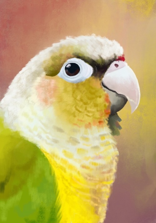 Another little conure portrait ☺️ on my Patreon page I talk about my process on this painting plus y