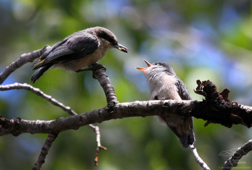 Time for another baby bird. Here is a pygmy nuthatch (Sitta pygmaea) fledgling.  If this little