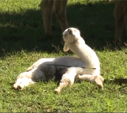 onlylolgifs:baby alpaca falling asleep