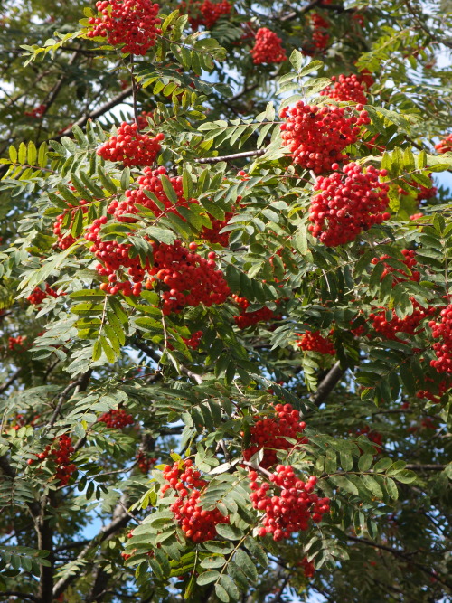 Sorbus aucuparia — rowan a.k.a. mountain-ash