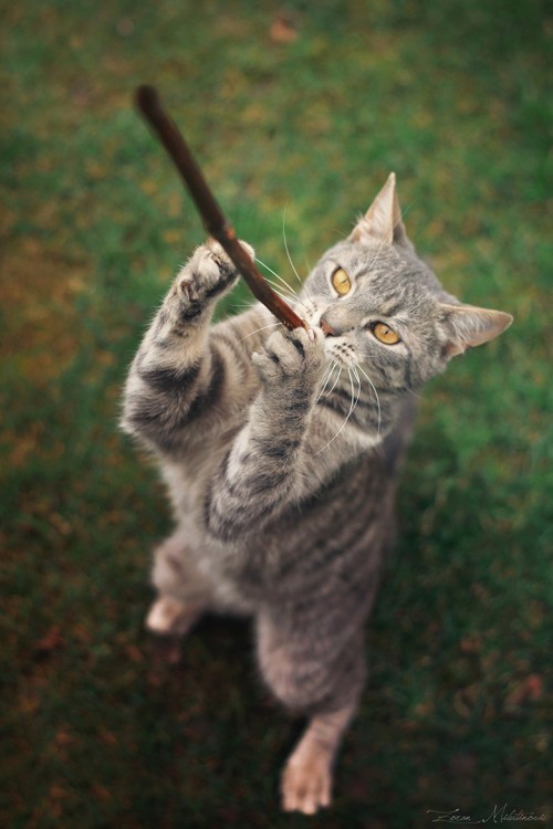 musts:  © Zoran Milutinovic { facebook | deviantArt }