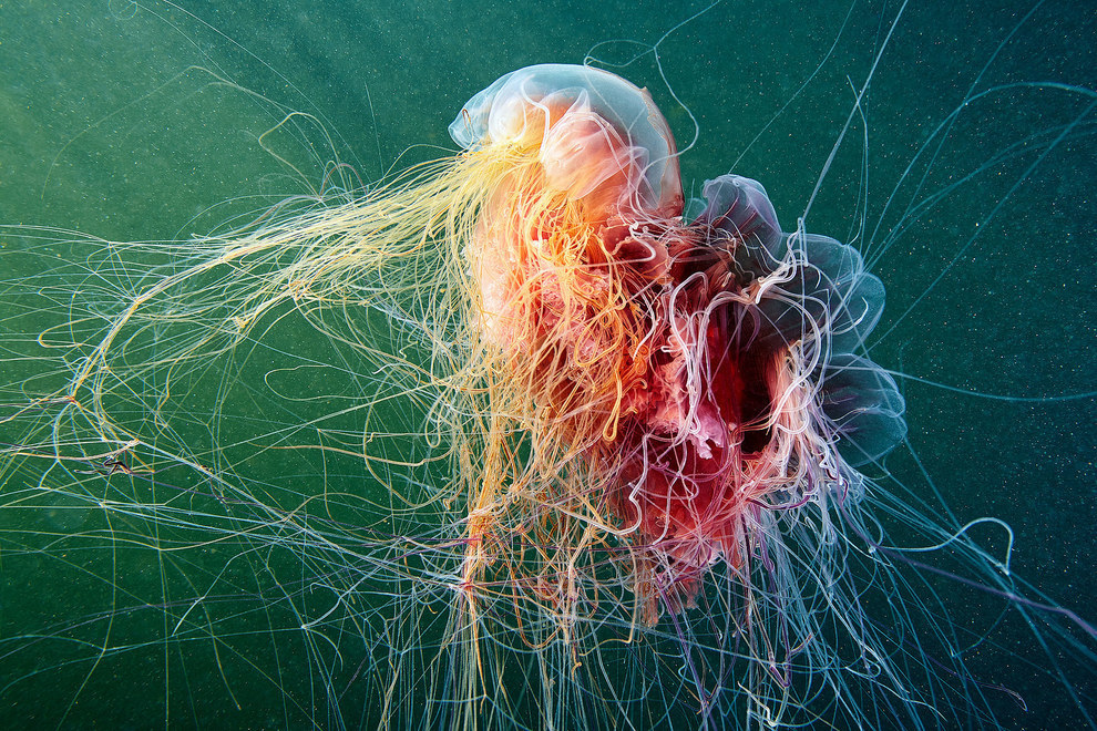 sixpenceee:A jellyfish eating another jellyfish.Alexander Semenov / Via Flickr: a_semenov