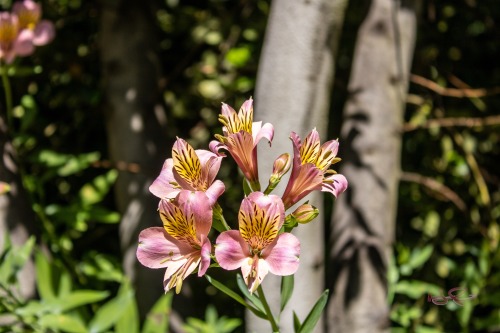 Peruvian Lillies. Happy Earth Day!