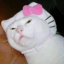 troublecatty