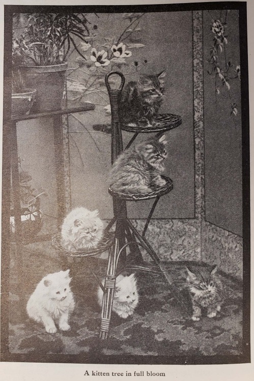 A rainy Thursday morning needs a kitten tree in full bloomFrom: Good housekeeping. Springfield, Mass