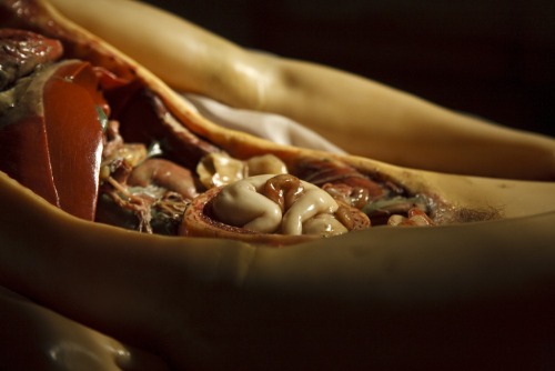 Victorian wax anatomical models by artist Clemente Susini, circa 1700.