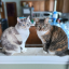 duchessandcleo