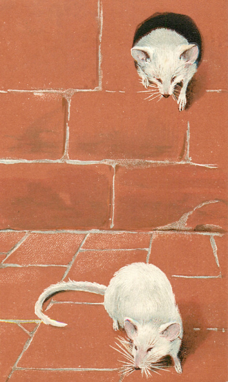 Postcard - Two mice, one on floor, the other climbing out of hole - 1903 - via TuckDB