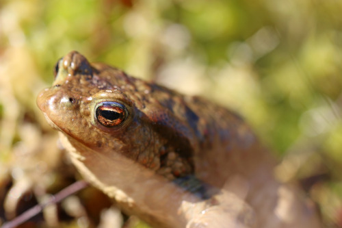 Common toad, Huddinge, Sweden.