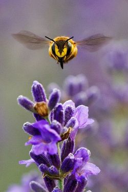 olgaissibri:  (со страницы Bumblebee
