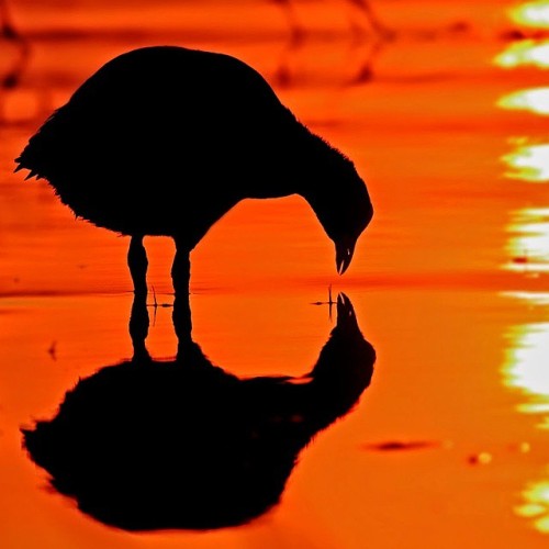 At dawn, a coot silhouette #bnsnatureshot #bns_india #tweetsuites #vq_birds #tweetsuites #bestbirds