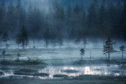 tiinatormanenphotography:  Forest.  Summer 2014, Southern Lapland, Finland. by Tiina Törmänen | web | FB | IG | 