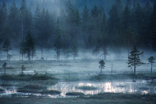 tiinatormanenphotography:Forest. Summer 2014, Southern Lapland, Finland.by Tiina Törmänen | web | FB