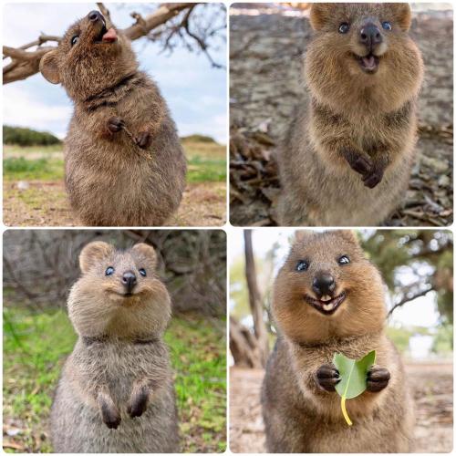 cuteness–overload:how adorable are these quokkas Submit your cute pet here | Source: https://bit.ly/