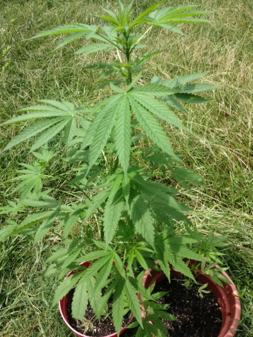 bombbingley: This little girl has grown so much in 2 months. I can’t wait to smoke her!