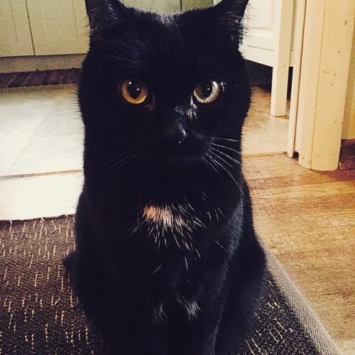 laundryaisandrea: Dot the majestic.