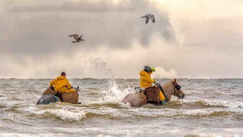 ainawgsd:   On the northwest Belgian coast, there is a little known tradition: shrimp fishing on horseback.   The activity consists of what its name describes: fishing shrimp on a horse.    In the 15th century, shrimp fishing on horseback was still practi